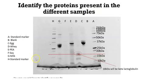 how to read sds page gel